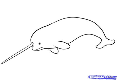 How to Draw a Narwhal, Step by Step, Arctic Animals, Animals, FREE ...