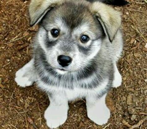 Husky and timber wolf mix!!! :D | Wolf Hybrids | Pinterest