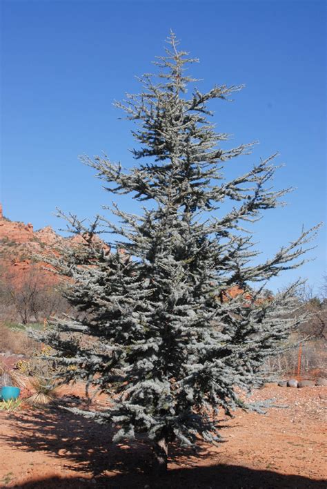 Cedrus atlantica 'Glauca' (Blue Atlas Cedar) | North Carolina Extension ...