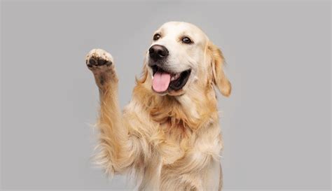 The Top 5 Characteristics of a Golden Retriever - Golden Retriever ...