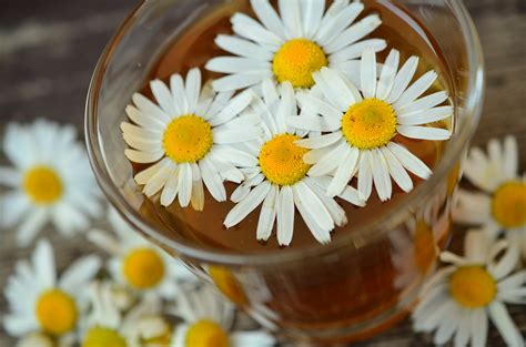 7 Chamomile Tea Benefits +Healthy Skin, Hair, Sleep and More