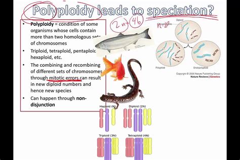 Polyploidy leads to speciation (IB Biology) - YouTube