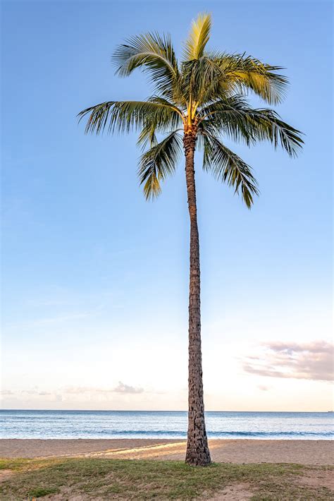 A Single, Perfect Palm Tree on a Tropical Island. Hawaii Vacation ...