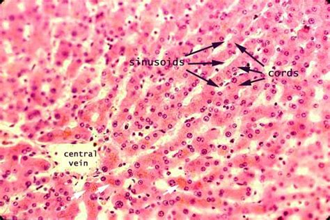 Histology at SIU