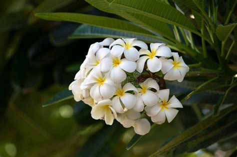 White Plumeria Rubra Flowers. Frangipani Flower. Plumeria Pudica White ...