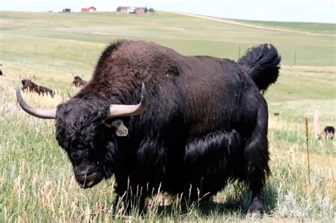 Yak Animals | Interesting Facts & Latest Pictures | All Wildlife ...