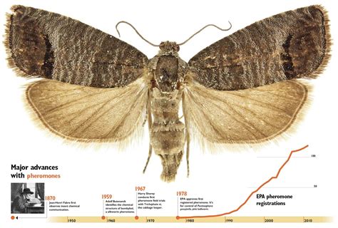 codling-moth-timelineJJ2015 – Good Fruit Grower