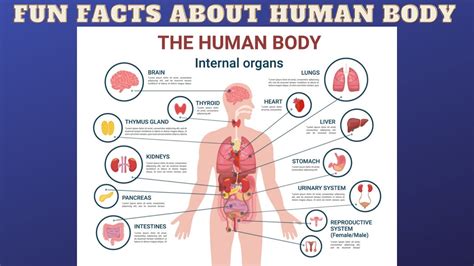 Cool Facts About The Human Body