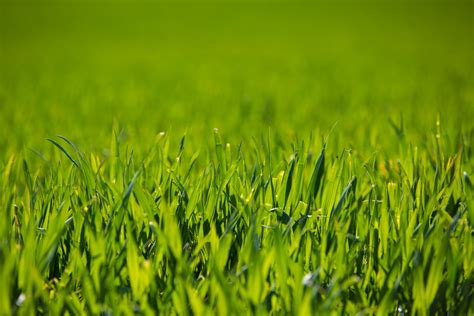 Green Grass Free Stock Photo - Public Domain Pictures