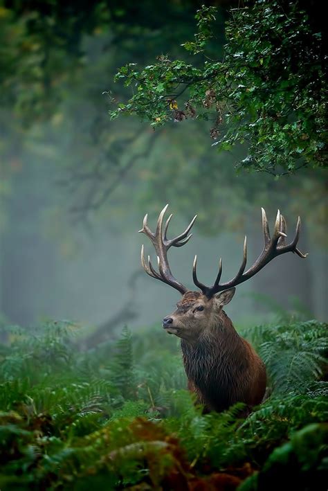 Best 25+ Forest animals ideas on Pinterest | Woodland animals, Deer and Fox