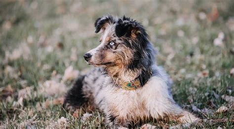 Blue Heeler Aussie Mix Puppies