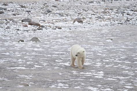 If Paris Agreement Goals Are Missed, These Polar Bears Could Go Extinct - The New York Times