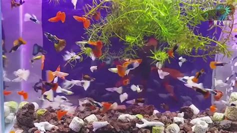 Complete Guppy Care Guide : Tank Requirements, Fancy Varieties, Breeding