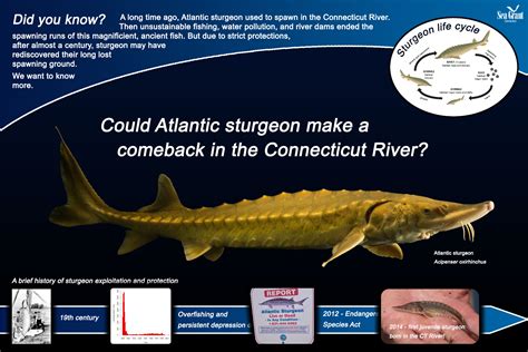 Atlantic sturgeon in the Connecticut River | Evolutionary Fish Ecology