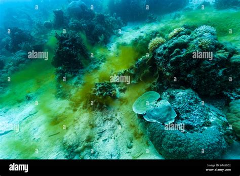 Phytoplankton hi-res stock photography and images - Alamy