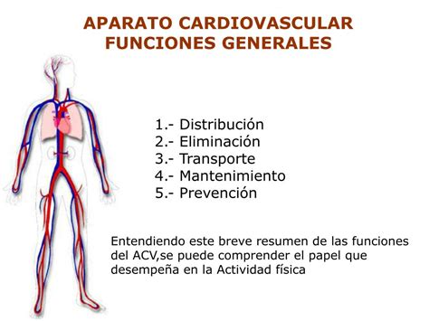 PPT - APARATO CARDIOVASCULAR PowerPoint Presentation, free download ...