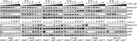 The effect of the G12Ci treatment on KRAS signalling across lung cancer ...