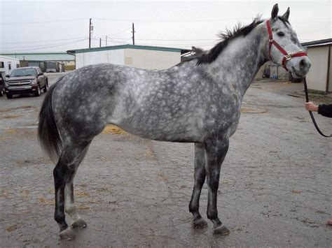 images of dapple grey horses | Joe – Big Stout Dappled Grey Horse For Sale | Bits & Bytes Farm ...