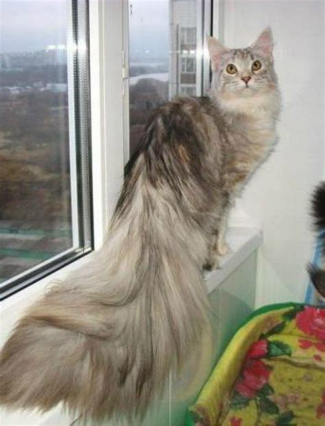 Five Gorgeous Fluffy Cat Tail Pics - Pet Radio Magazine