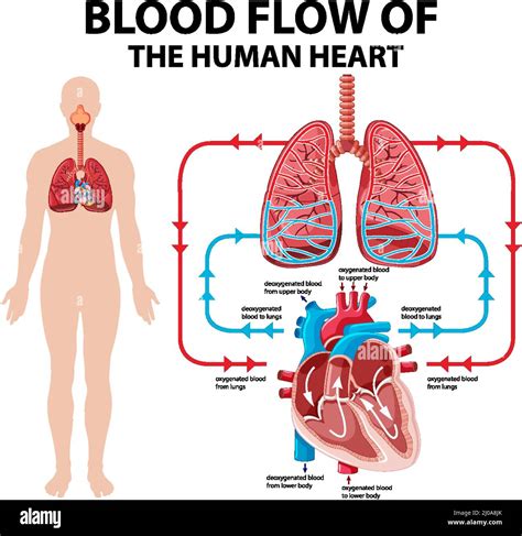 59+ Diagram Of A Heart - RiamThales