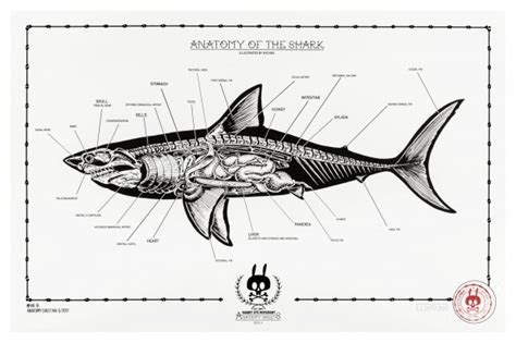 Anatomy of the shark - no.16 Screenprint by Nychos | Trampt Library