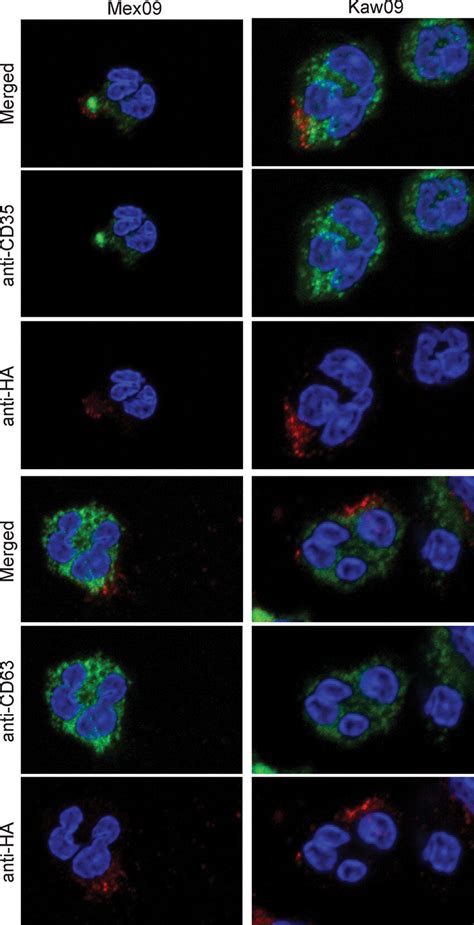 Proteins from azurophilic granules and secretory vesicles fail to... | Download Scientific Diagram