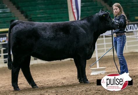 National Western Stock Show | Junior Balancer Female | The Pulse