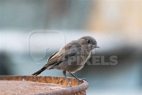 Photo of small grey Indian sparrow bird sitting on dish, India : Anipixels