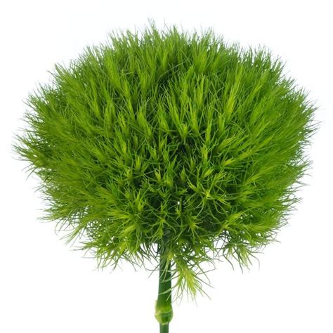 Green Ball Dianthus Flowers 10 Bunch | J R Roses Wholesale Flowers