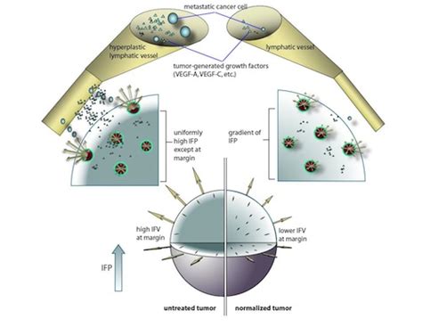 Steele Labs :: Interstitial Fluid Pressure