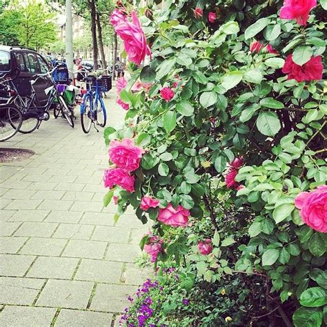 Flowers in Amsterdam. #amsterdam #spring