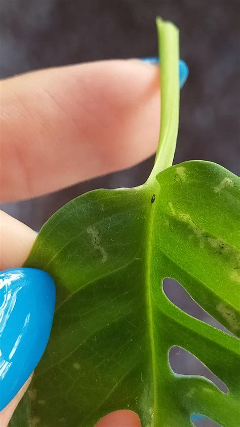 Help! Is the insect causing this damage? : r/houseplants