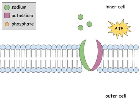 Sodium Potassium Pump on Make a GIF