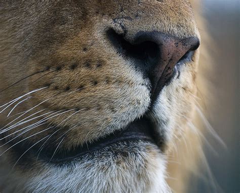 Lions Whiskers | An abstract and close up of a lions mouth a… | Flickr