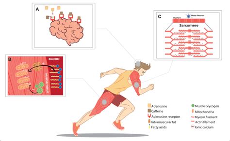 Mechanism Of Action Of Caffeine In Neonates - IMAGESEE