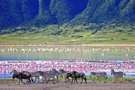 Ngorongoro Crater - How to Safari in a Wildlife Utopia