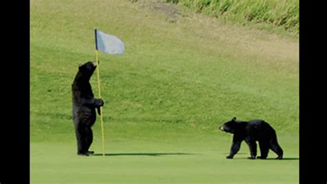 Top ten great photos of bears on the golf course | RVwest