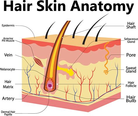 Skin anatomy. Human normal skin dermis, epidermis adipose layers recent vector biology ...