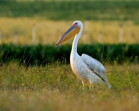 Great White Pelican - Facts, Diet, Habitat & Pictures on Animalia.bio