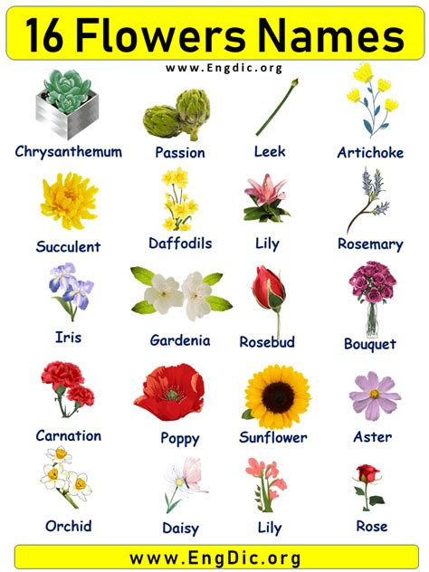 15 flowers names with pictures – Artofit