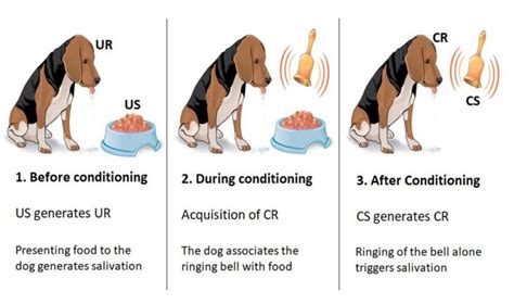 A simple explanation of classical and operant conditioning