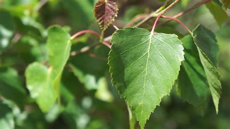 Educational videos on nature (Silver Birch leaves close up - May 2017) - YouTube