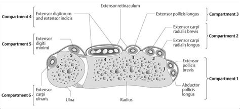 Wrist | Radiology Key