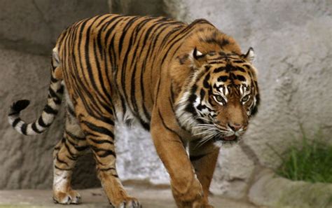 Bali Tiger - Stock Image