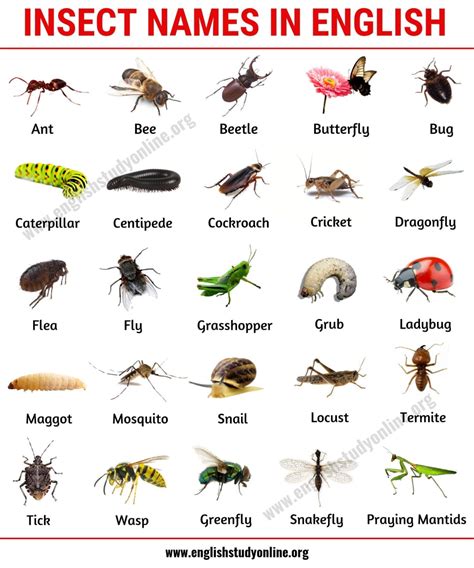 List of Insects: 25 Useful Insect Names with Pictures and Examples ...