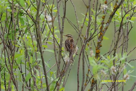 Raw Birds: AQUATIC WARBLER (Acrocephalus paludicola) Pinsk District, Belarus