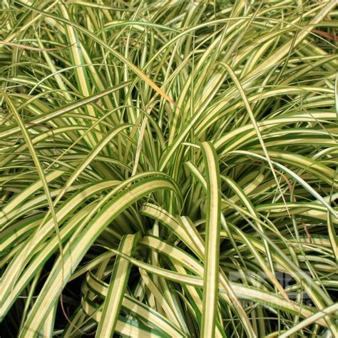 Carex oshimensis 'Evergold' (Variegated Japanese Sedge) – Ricardo's Nursery