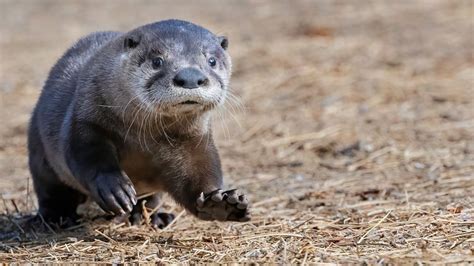 New baby otter makes his debut at High Desert Museum on Wednesday