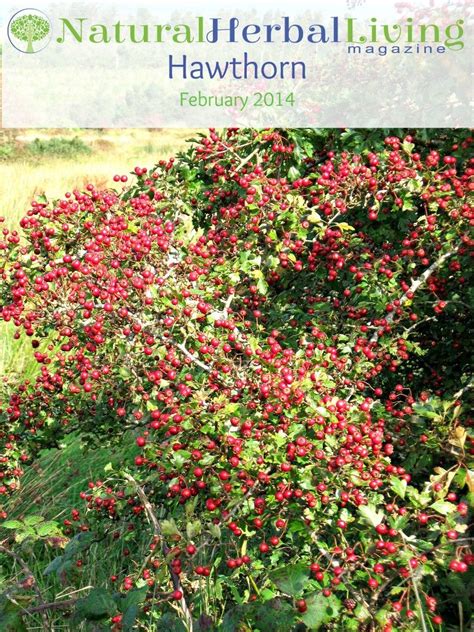 Natural Herbal Living - Hawthorn edition, magazine just $4 | Hawthorn berry, Berries recipes