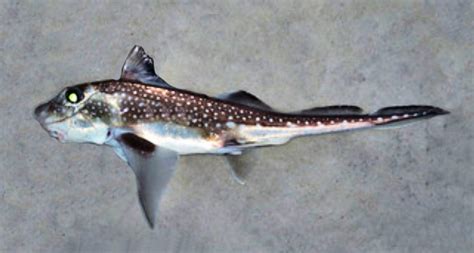 Spotted Ratfish | Mexico – Fish, Birds, Crabs, Marine Life, Shells and Terrestrial Life